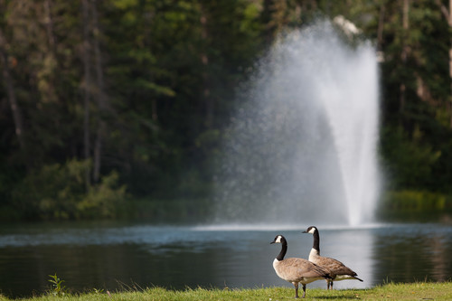 Bowness Park - Outdoor in West Calgary